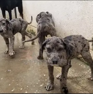 Photo - 1-3 months Male Purebred Great Dane