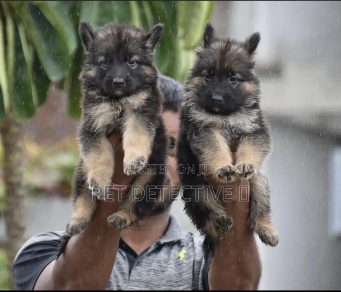 1-3 months Male Purebred German Shepherd