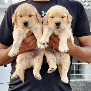 Photo - 1-3 months Male Purebred Maltese