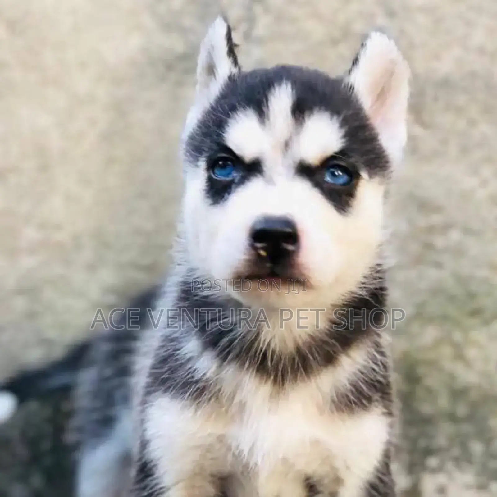 1-3 months Male Purebred Siberian Husky