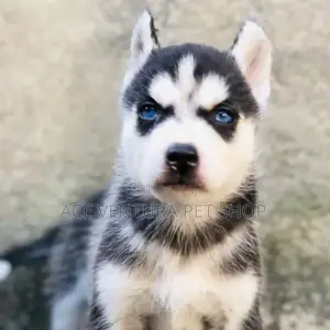 Photo - 1-3 months Male Purebred Siberian Husky