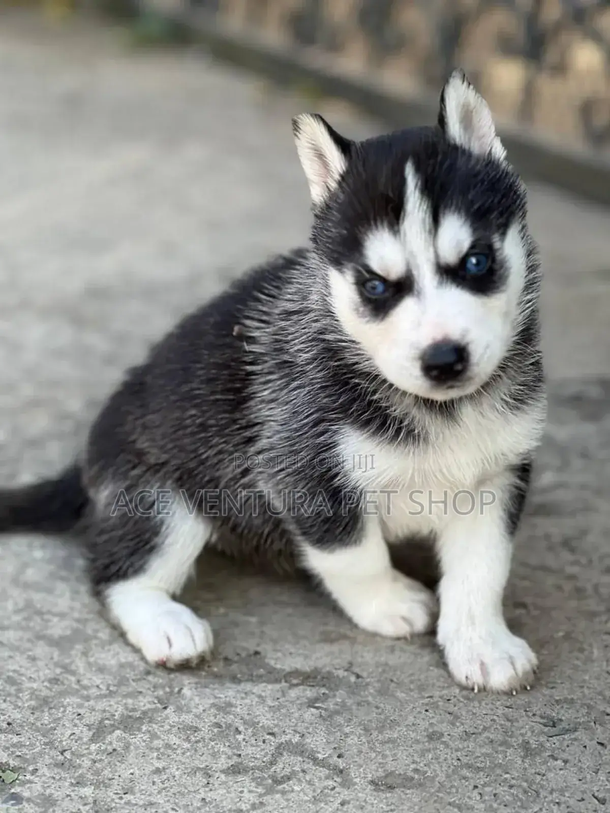 1-3 months Male Purebred Siberian Husky