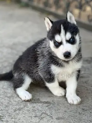 1-3 months Male Purebred Siberian Husky