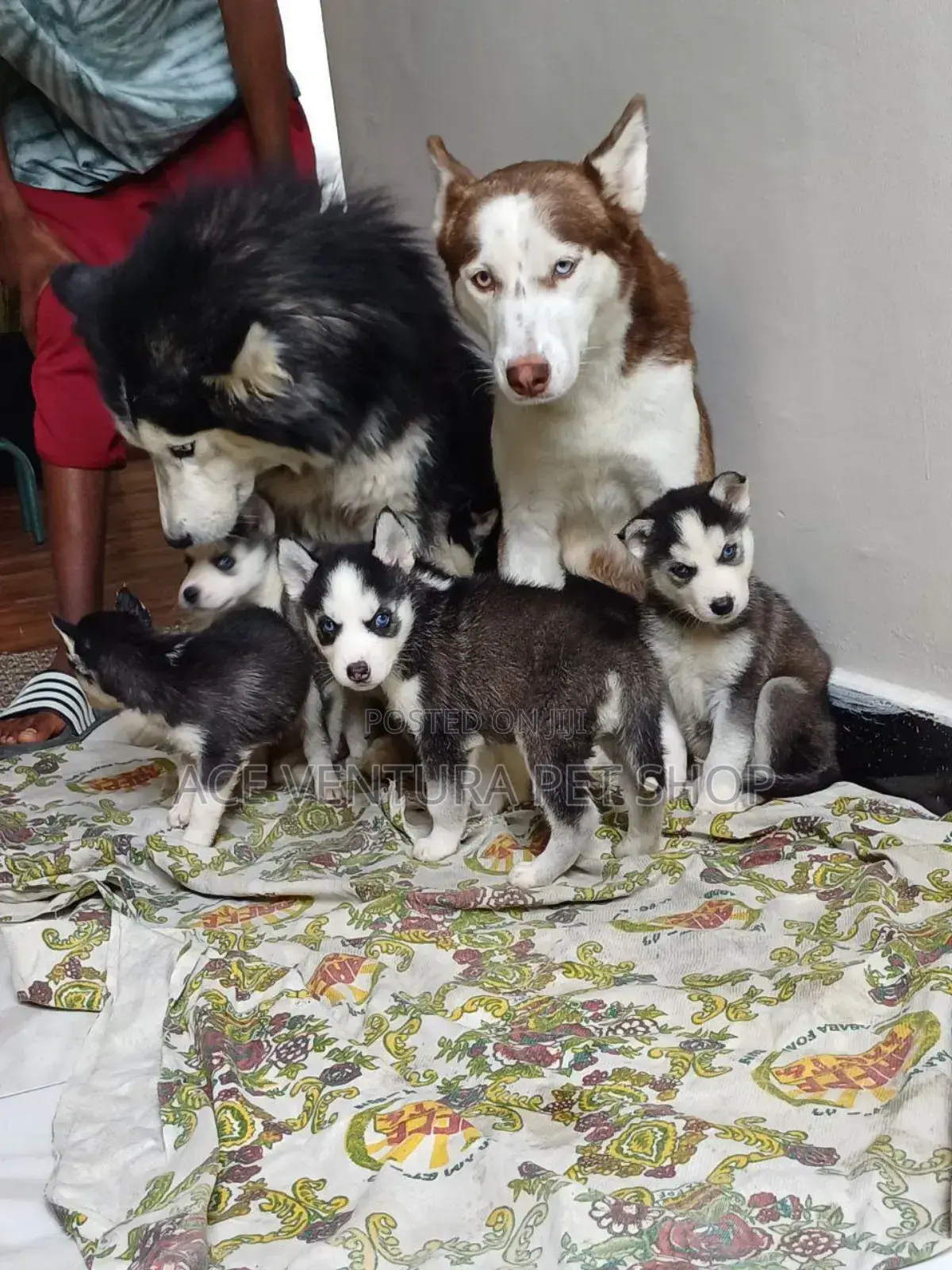1-3 months Male Purebred Siberian Husky