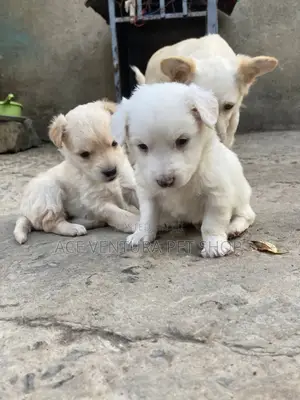 Photo - 1-3 months Male Purebred Maltese