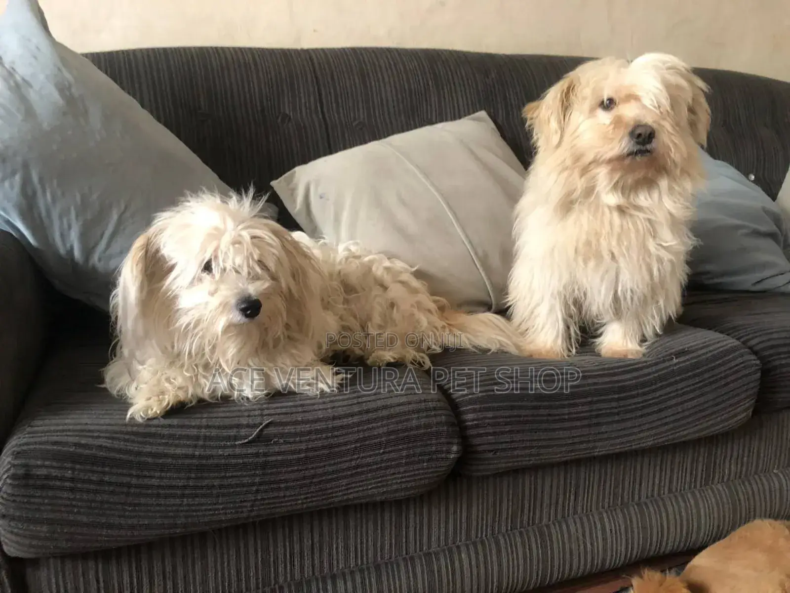 1-3 months Male Purebred Maltese