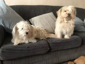 Photo - 1-3 months Male Purebred Maltese