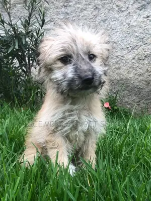 Photo - 1-3 months Male Purebred Maltese