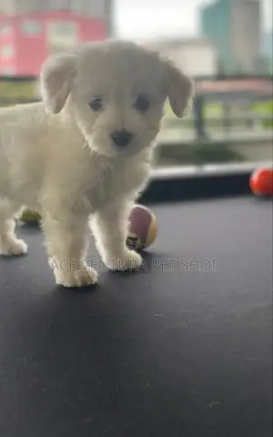 Photo - 1-3 months Male Purebred Maltese