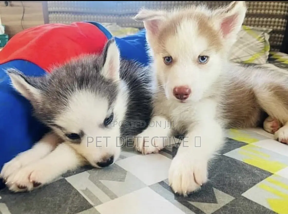 1-3 months Male Purebred Siberian Husky