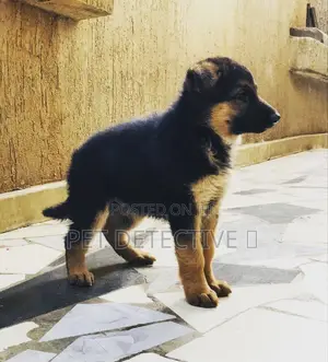Photo - 1-3 months Male Purebred German Shepherd