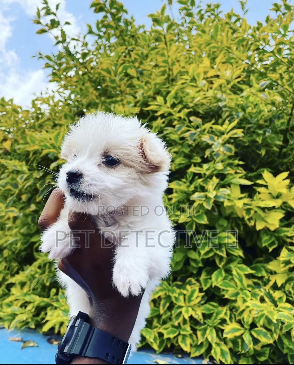 1-3 months Male Purebred Maltese