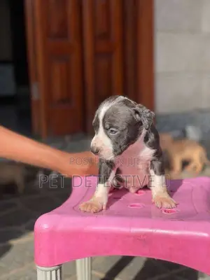 Photo - 1-3 months Male Purebred American Pit Bull Terrier