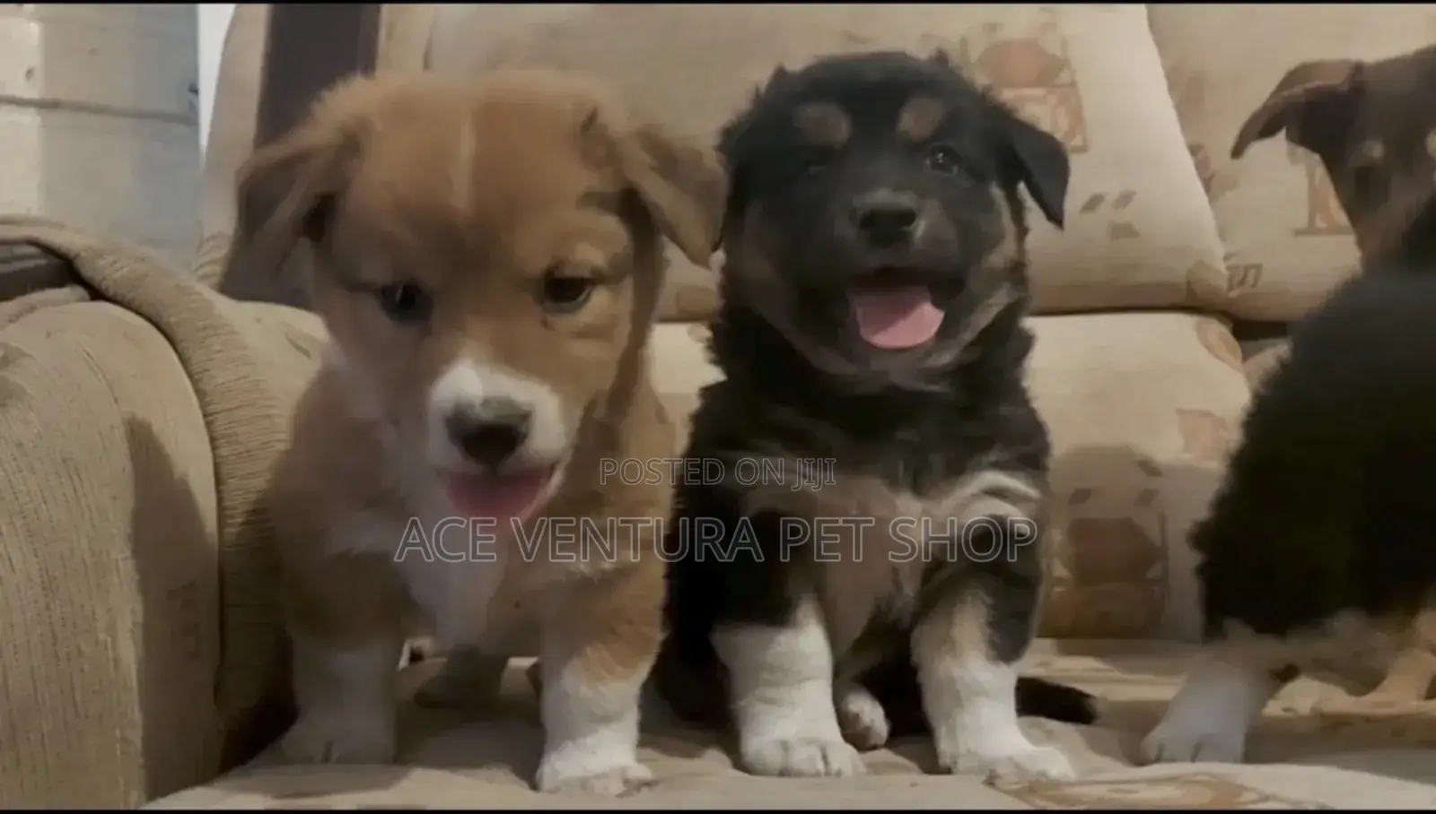 1-3 months Male Purebred Australian Cattle