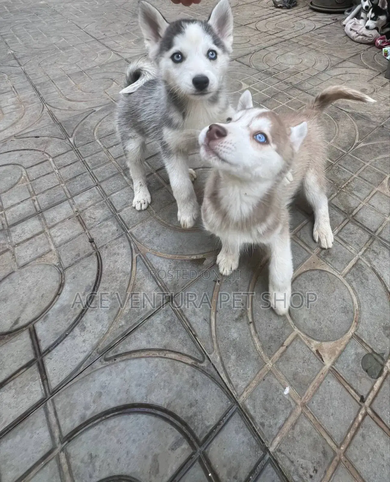 1-3 months Male Purebred Siberian Husky