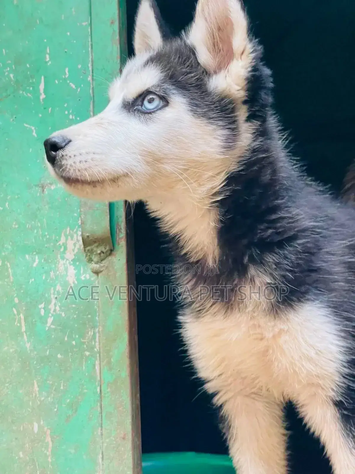 1-3 months Male Purebred Siberian Husky