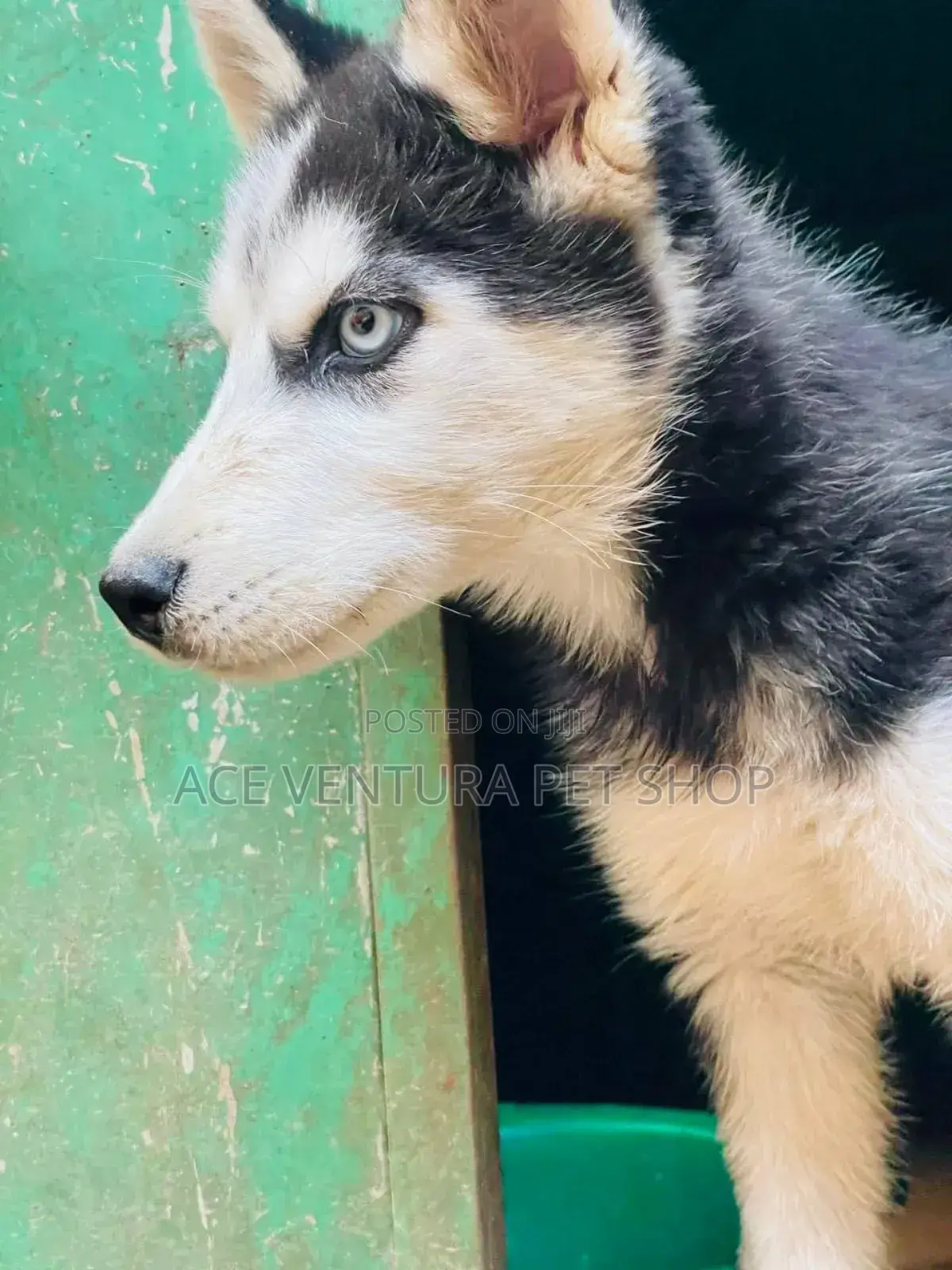 1-3 months Male Purebred Siberian Husky