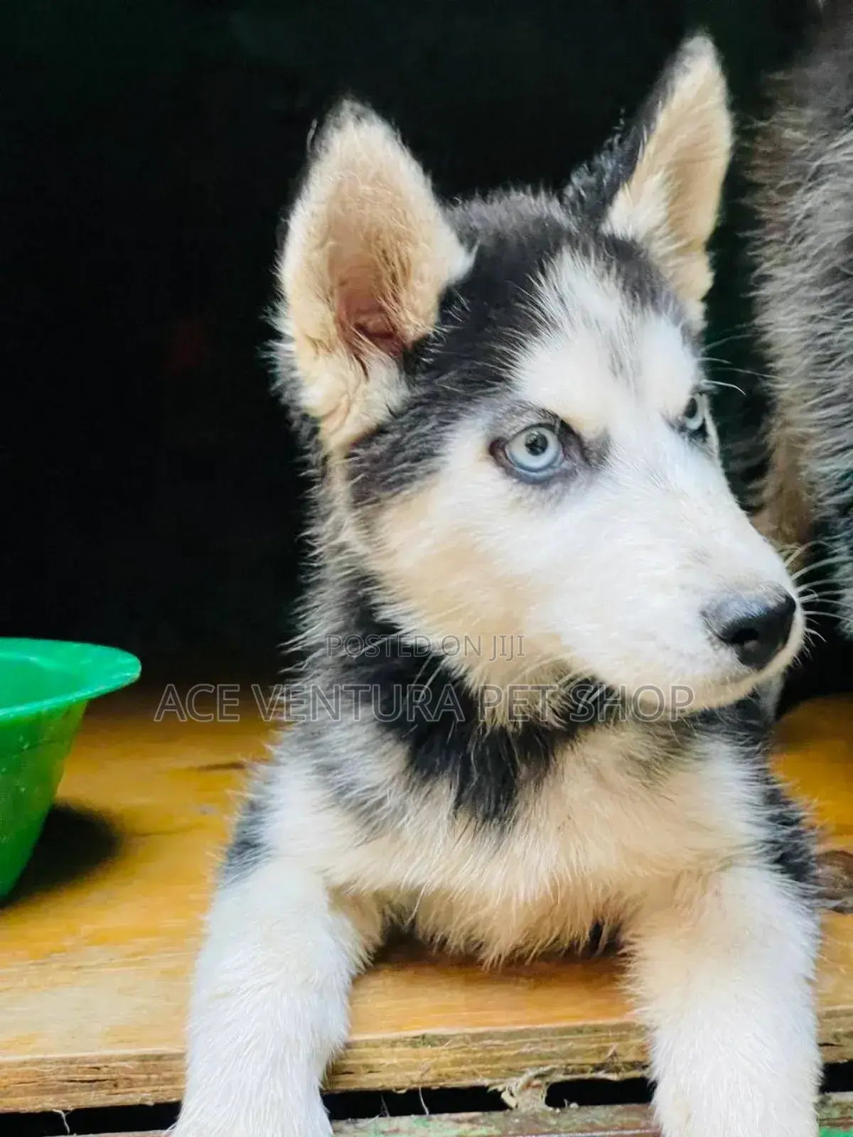 1-3 months Male Purebred Siberian Husky