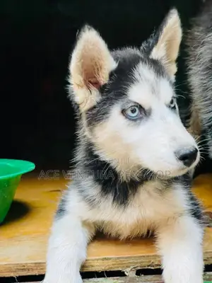 1-3 months Male Purebred Siberian Husky