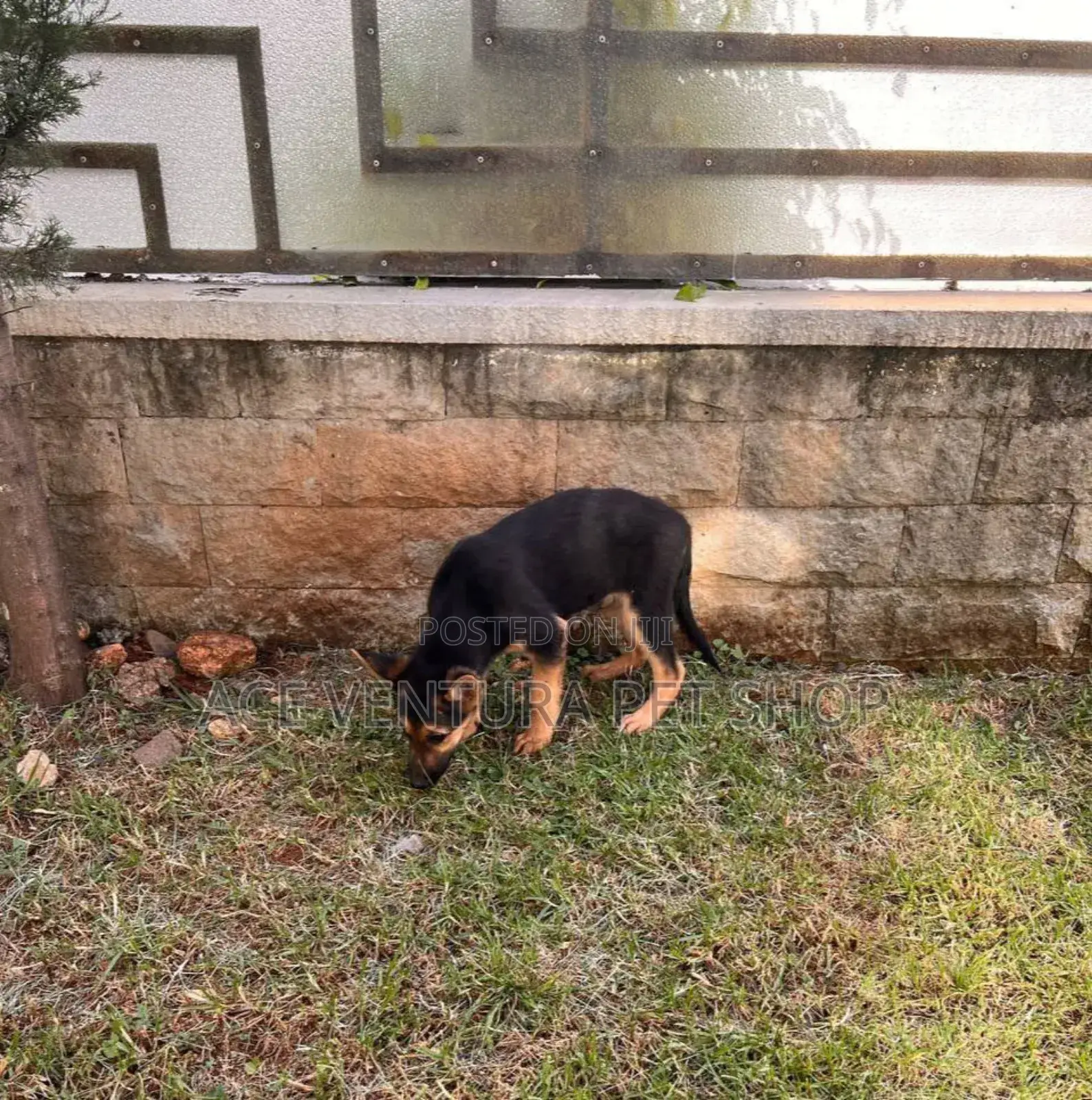 1-3 months Male Purebred German Shepherd