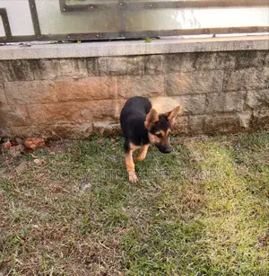 1-3 months Male Purebred German Shepherd