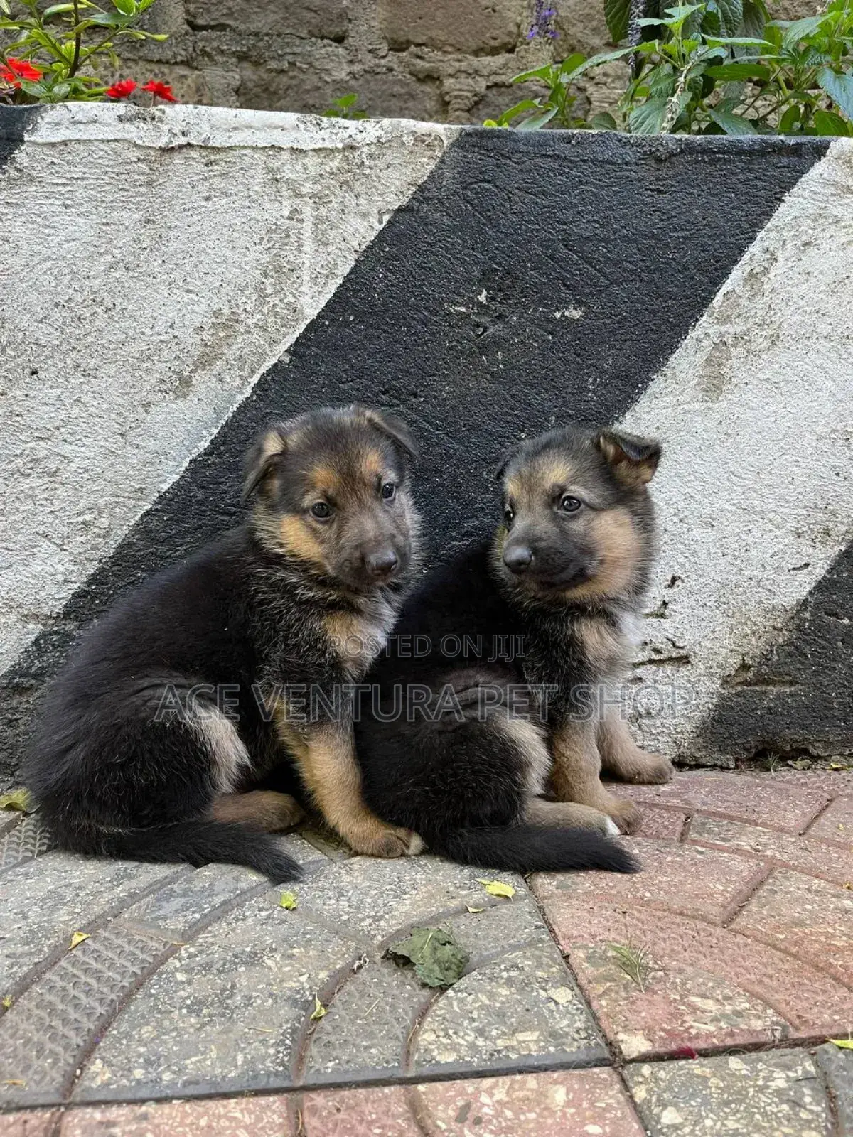 1-3 months Male Purebred German Shepherd
