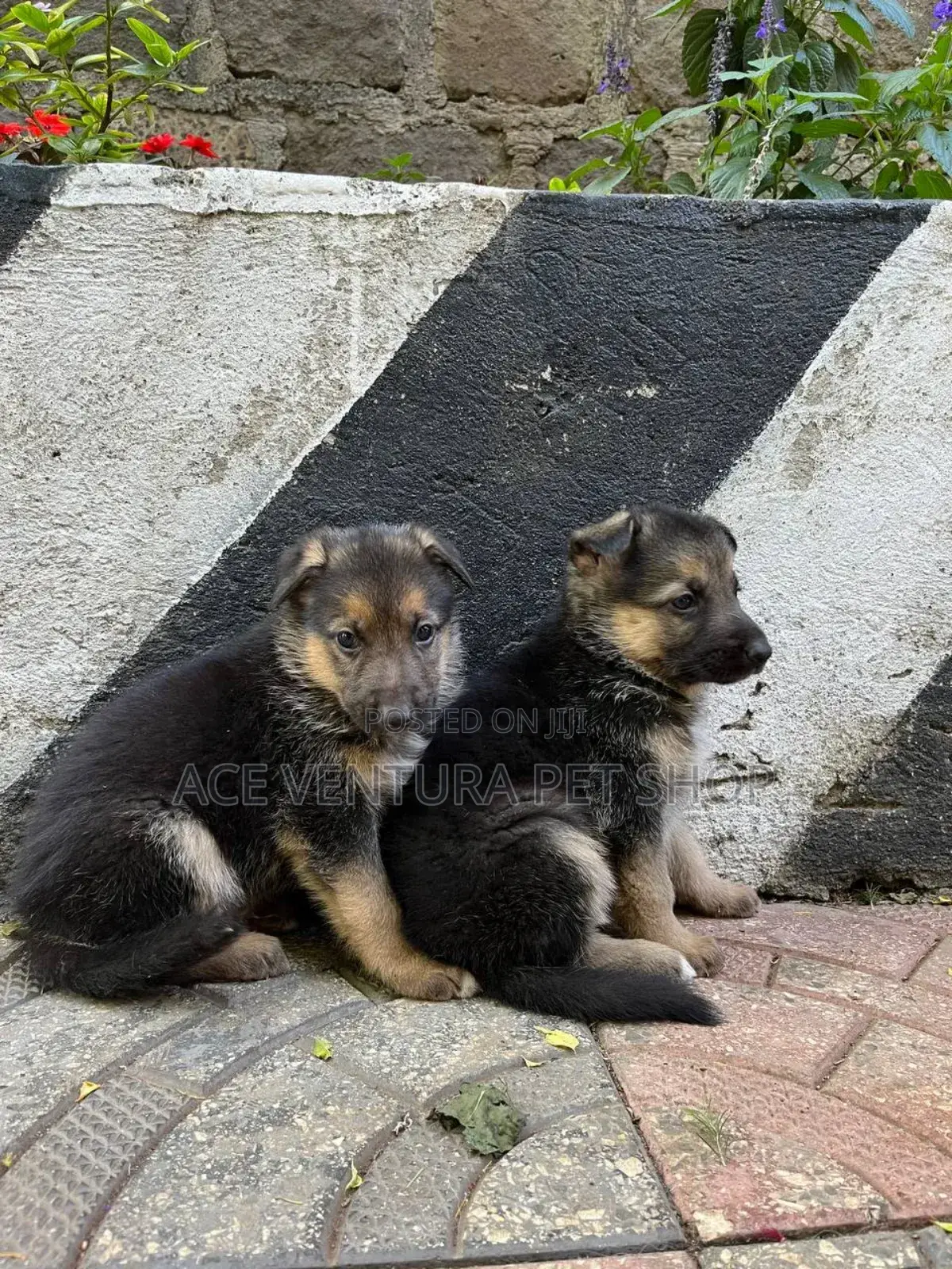 1-3 months Male Purebred German Shepherd