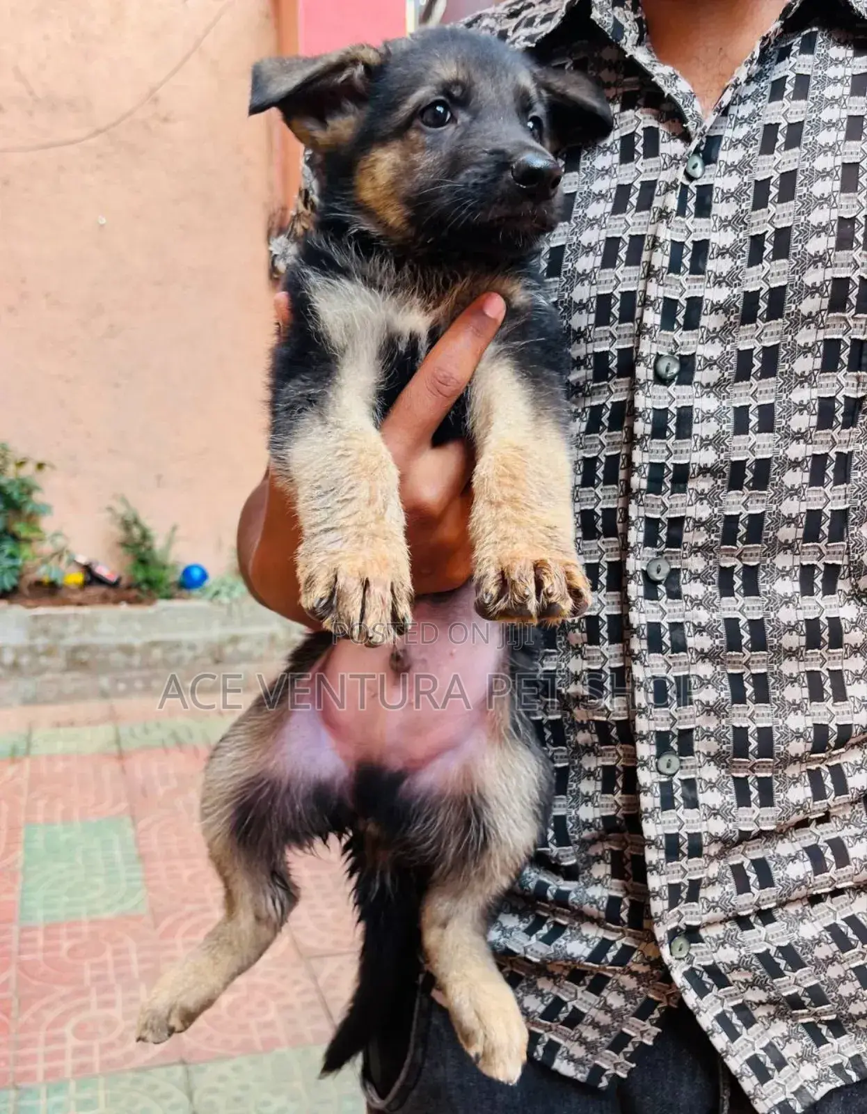 1-3 months Male Purebred German Shepherd