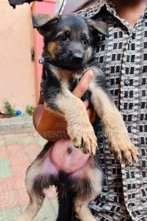 1-3 months Male Purebred German Shepherd