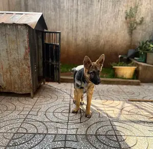 Photo - 3-6 months Male Purebred German Shepherd