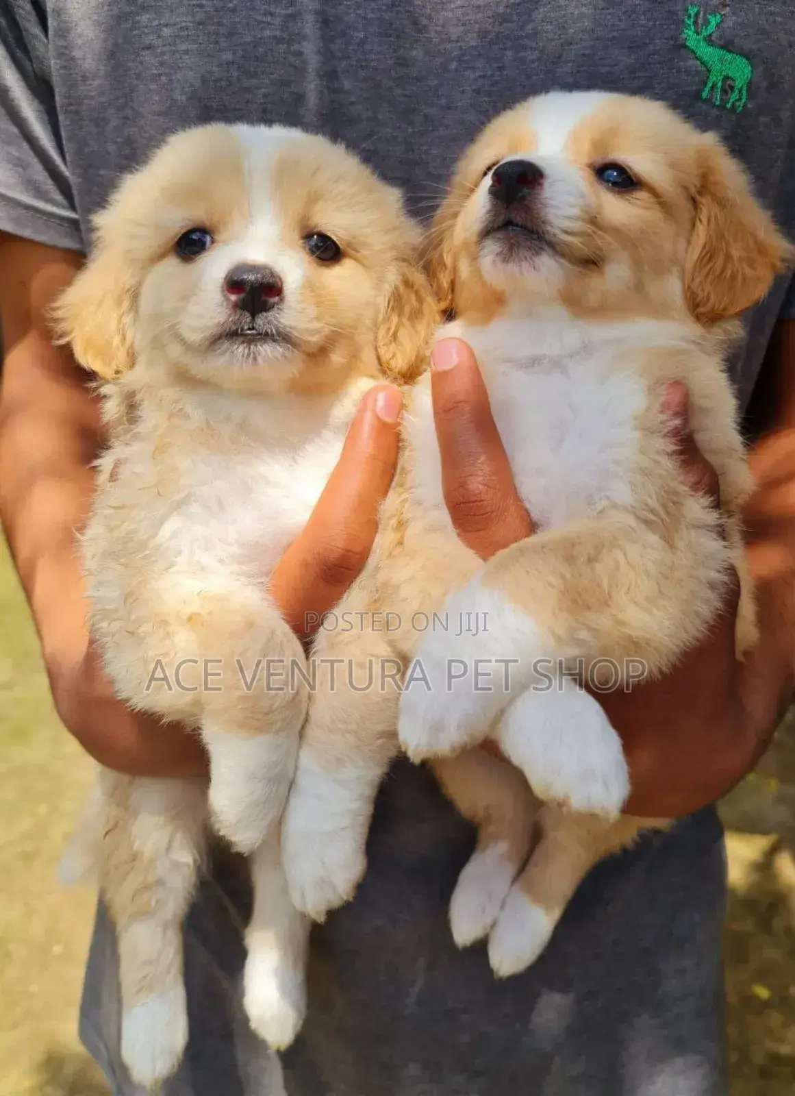 1-3 months Male Purebred Maltese