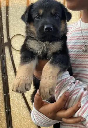 Photo - 1-3 months Male Purebred German Shepherd