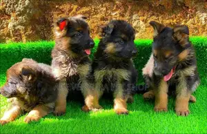 1-3 months Male Purebred German Shepherd