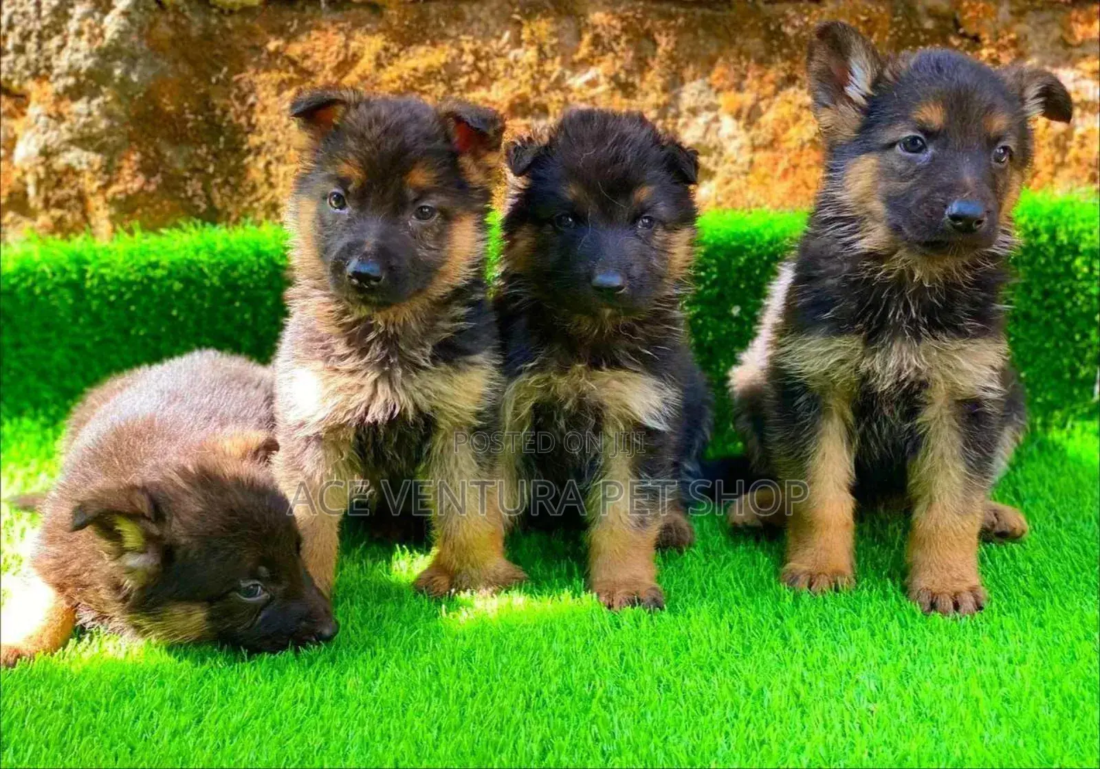 1-3 months Male Purebred German Shepherd