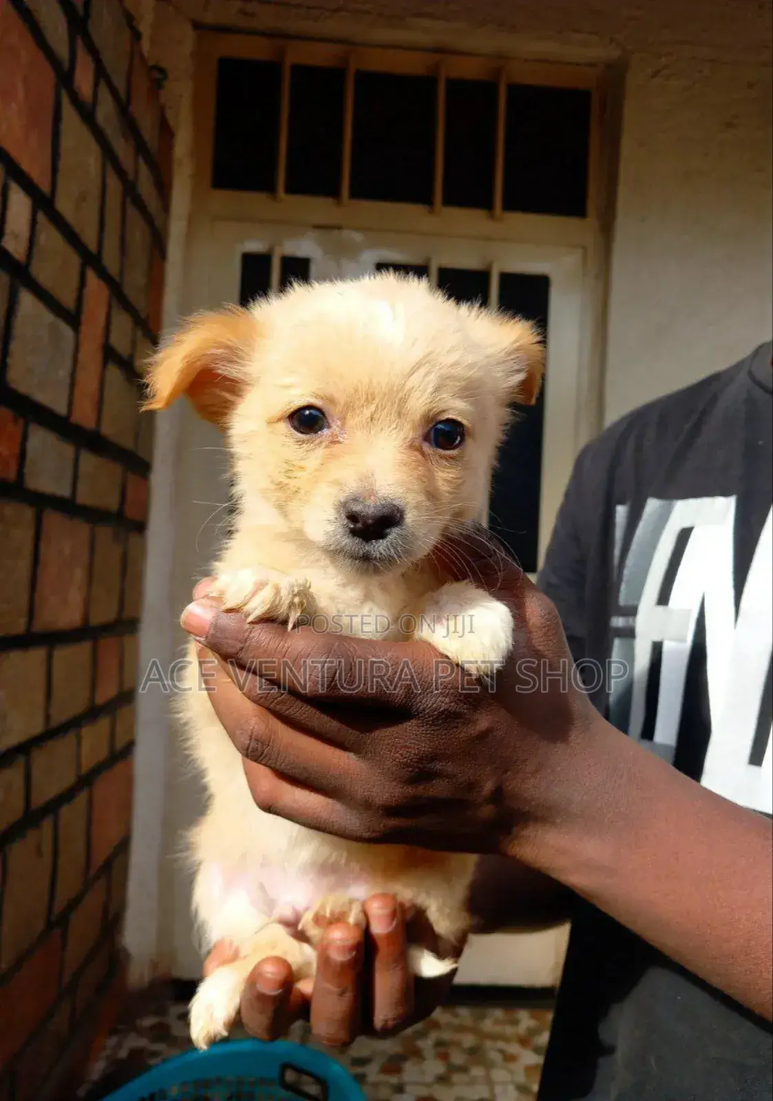 1-3 months Male Purebred Maltese