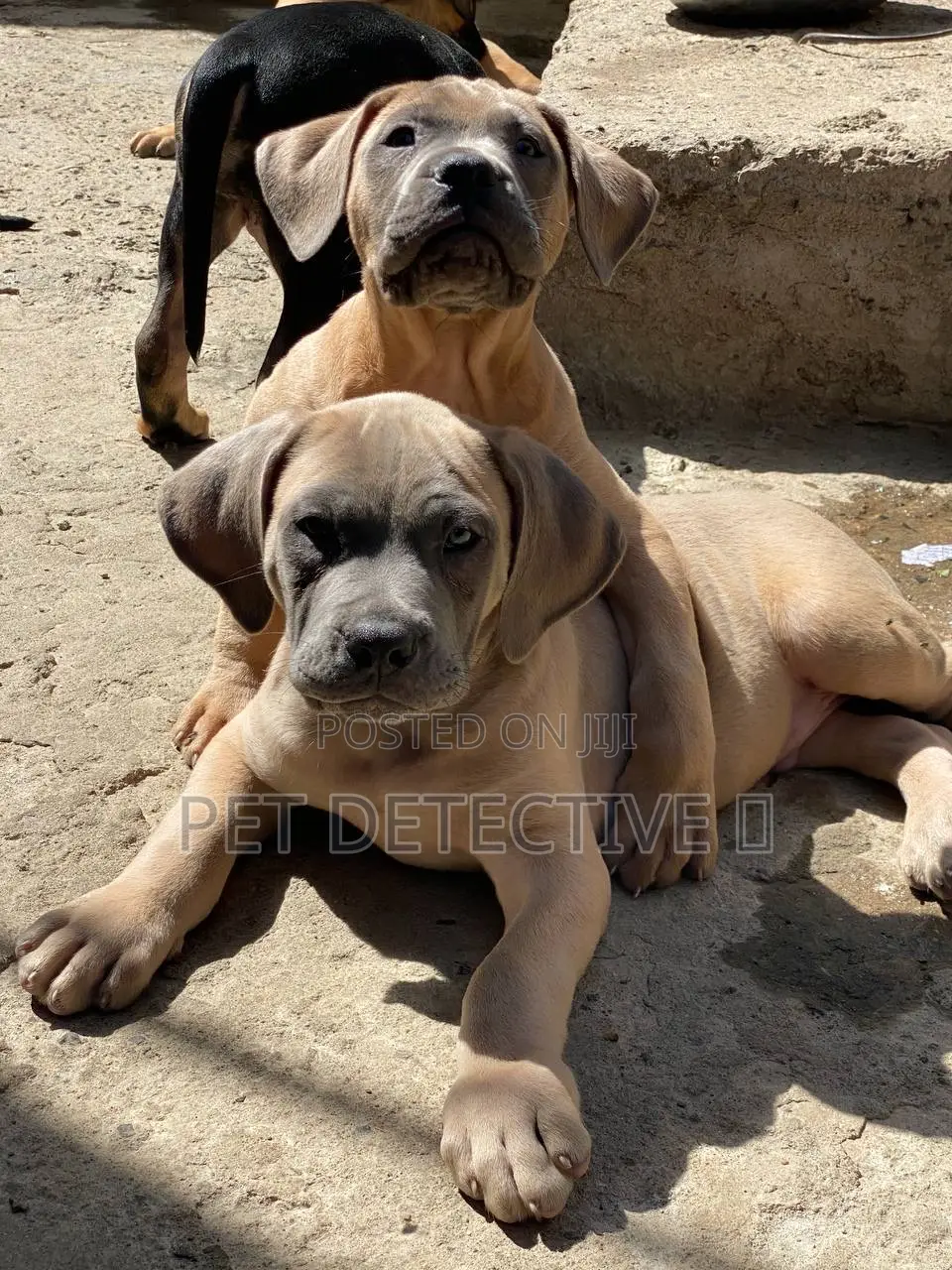 1-3 months Male Purebred Mastiff