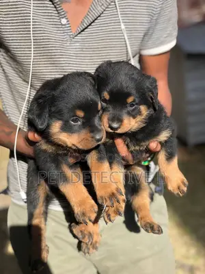 1-3 months Male Purebred Rottweiler