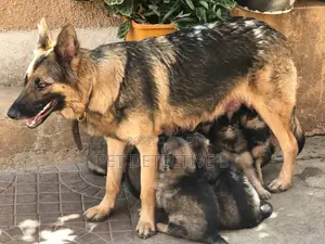 1-3 months Male Purebred German Shepherd