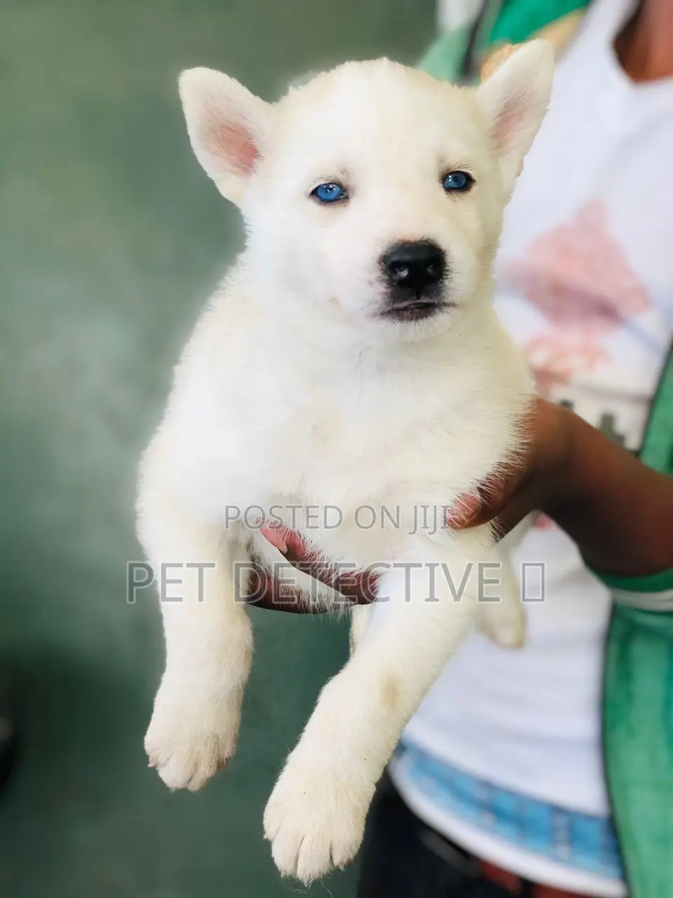 1-3 months Male Purebred Siberian Husky