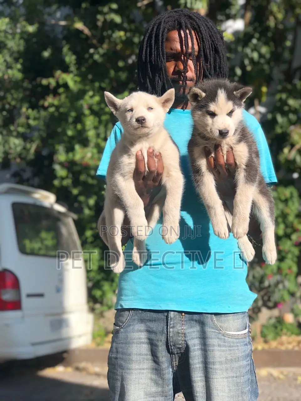 1-3 months Male Purebred Siberian Husky