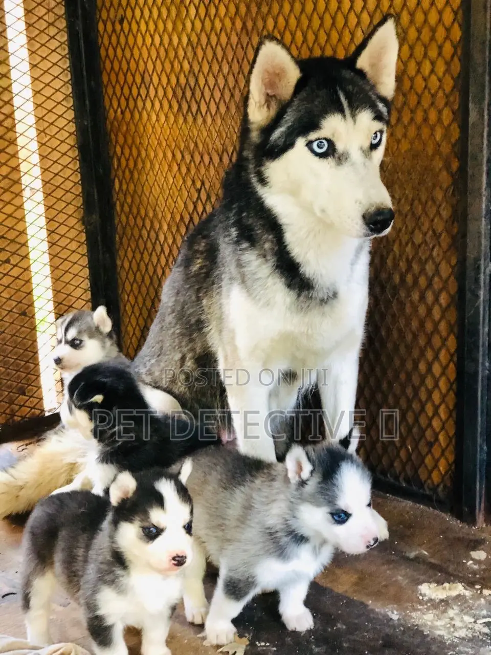 1-3 months Male Purebred Siberian Husky