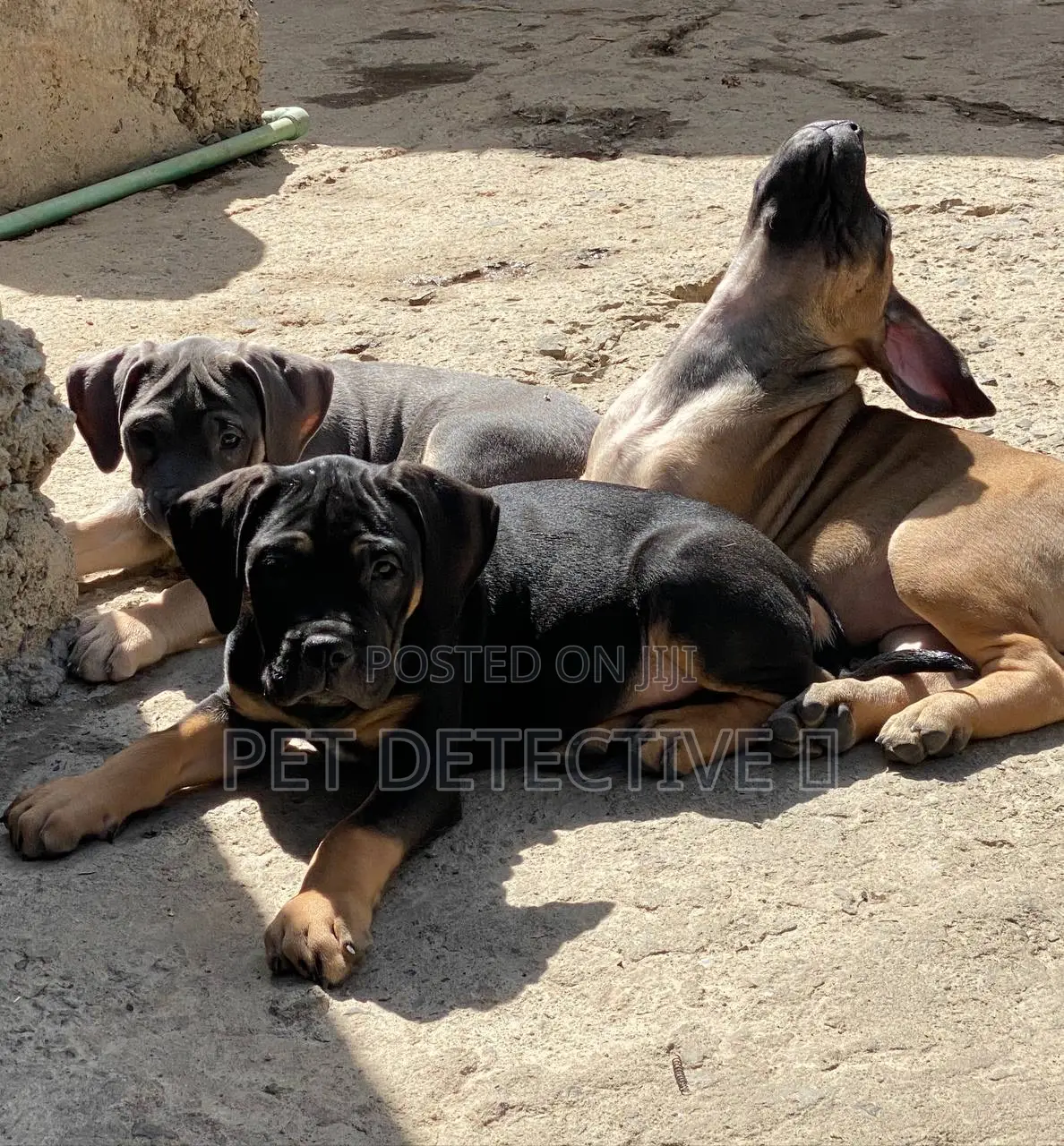 1-3 months Male Purebred Boerboel