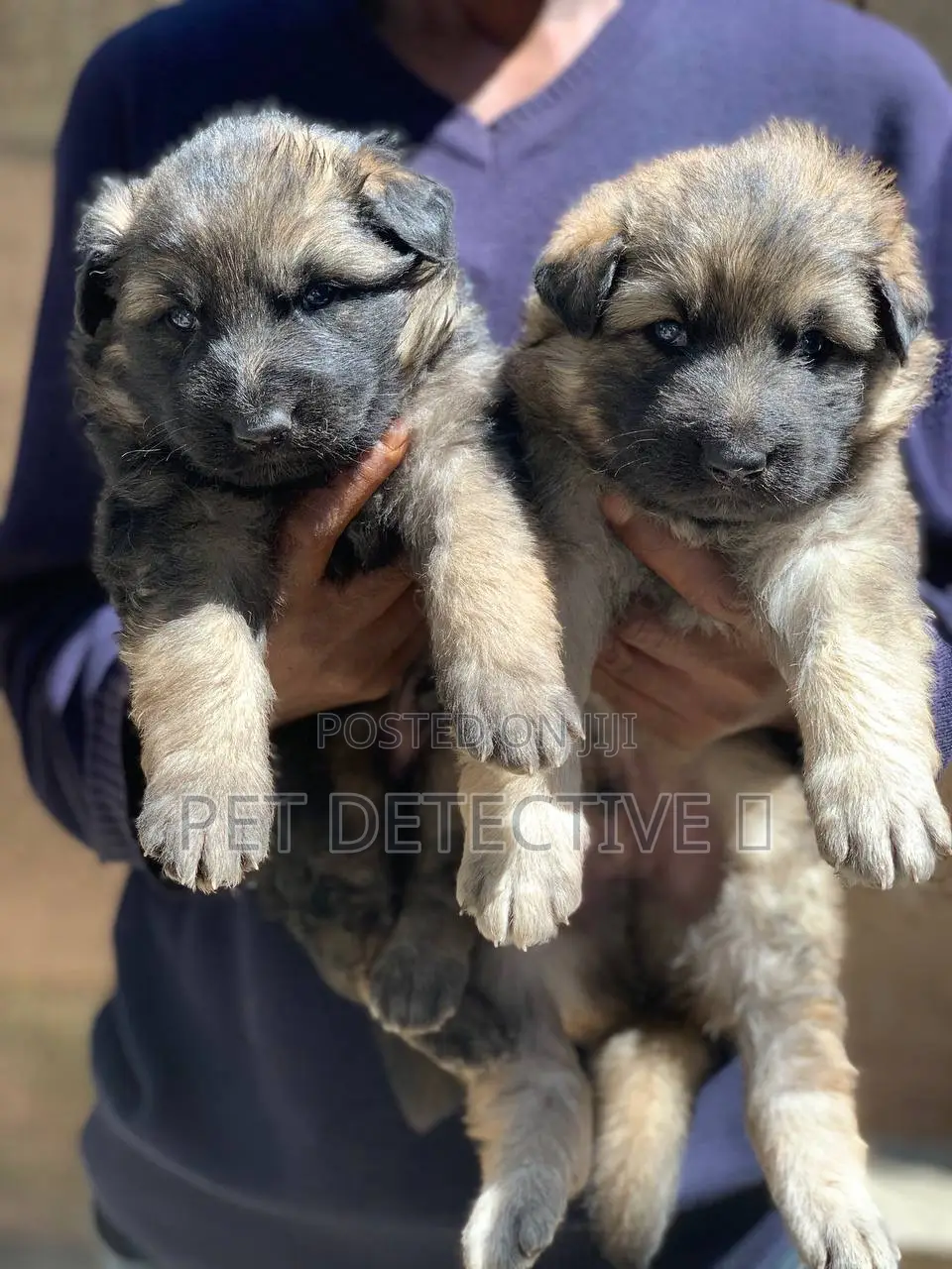 1-3 months Male Purebred German Shepherd