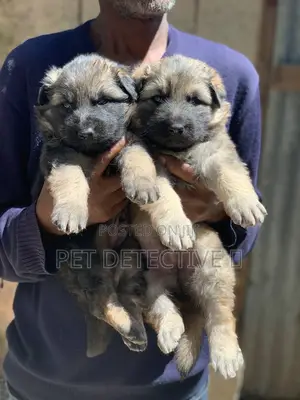 1-3 months Male Purebred German Shepherd