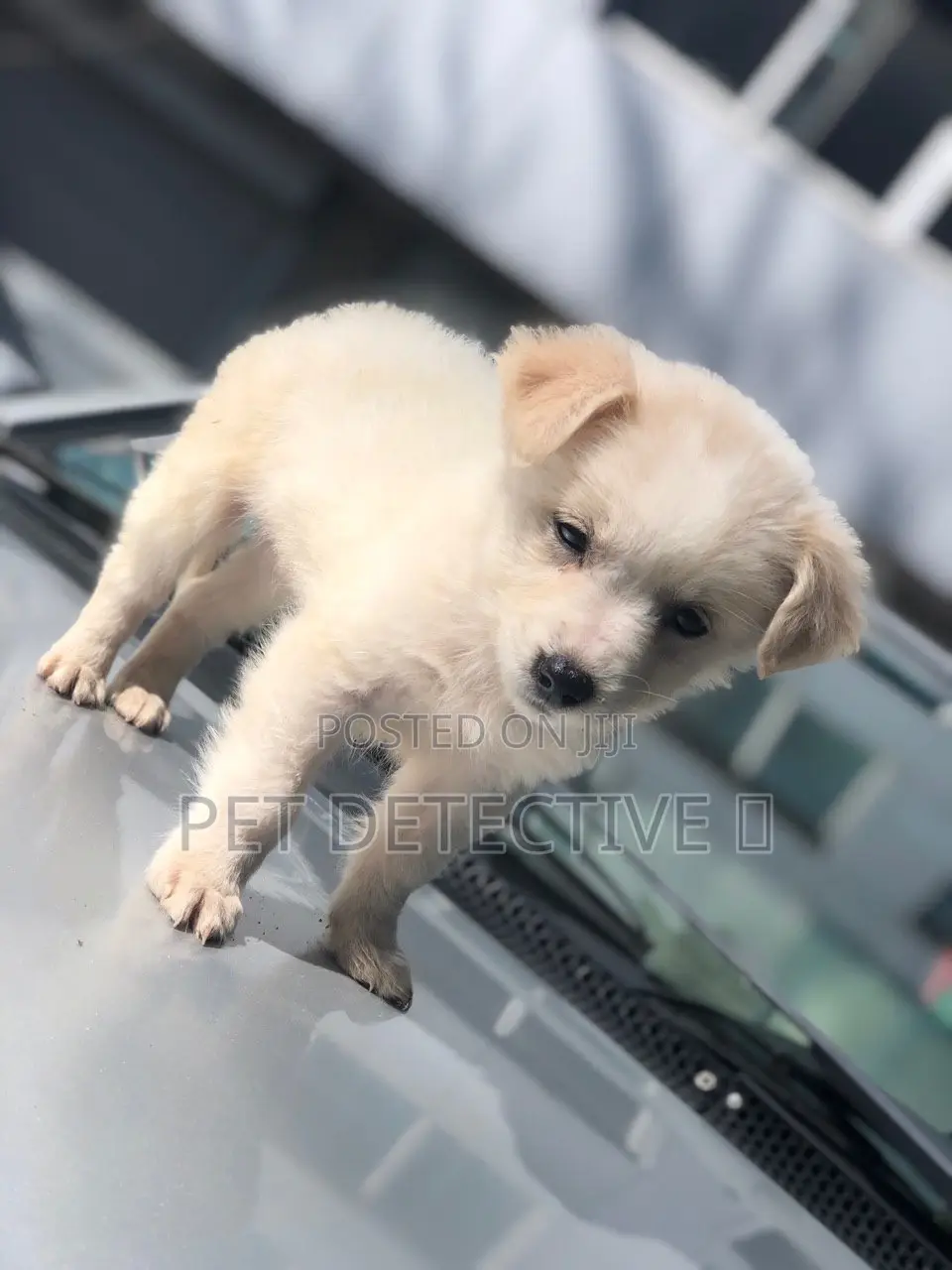 1-3 months Male Purebred Maltese