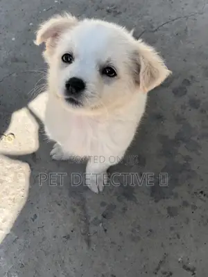 Photo - 1-3 months Male Purebred Maltese