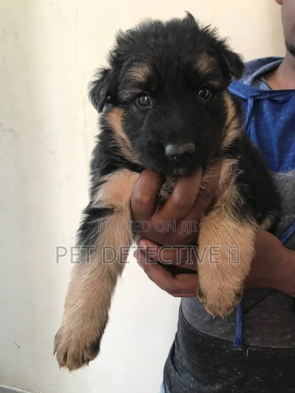 1-3 months Male Purebred German Shepherd