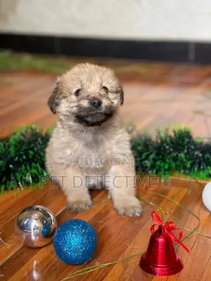 Photo - 1-3 months Male Purebred Maltese