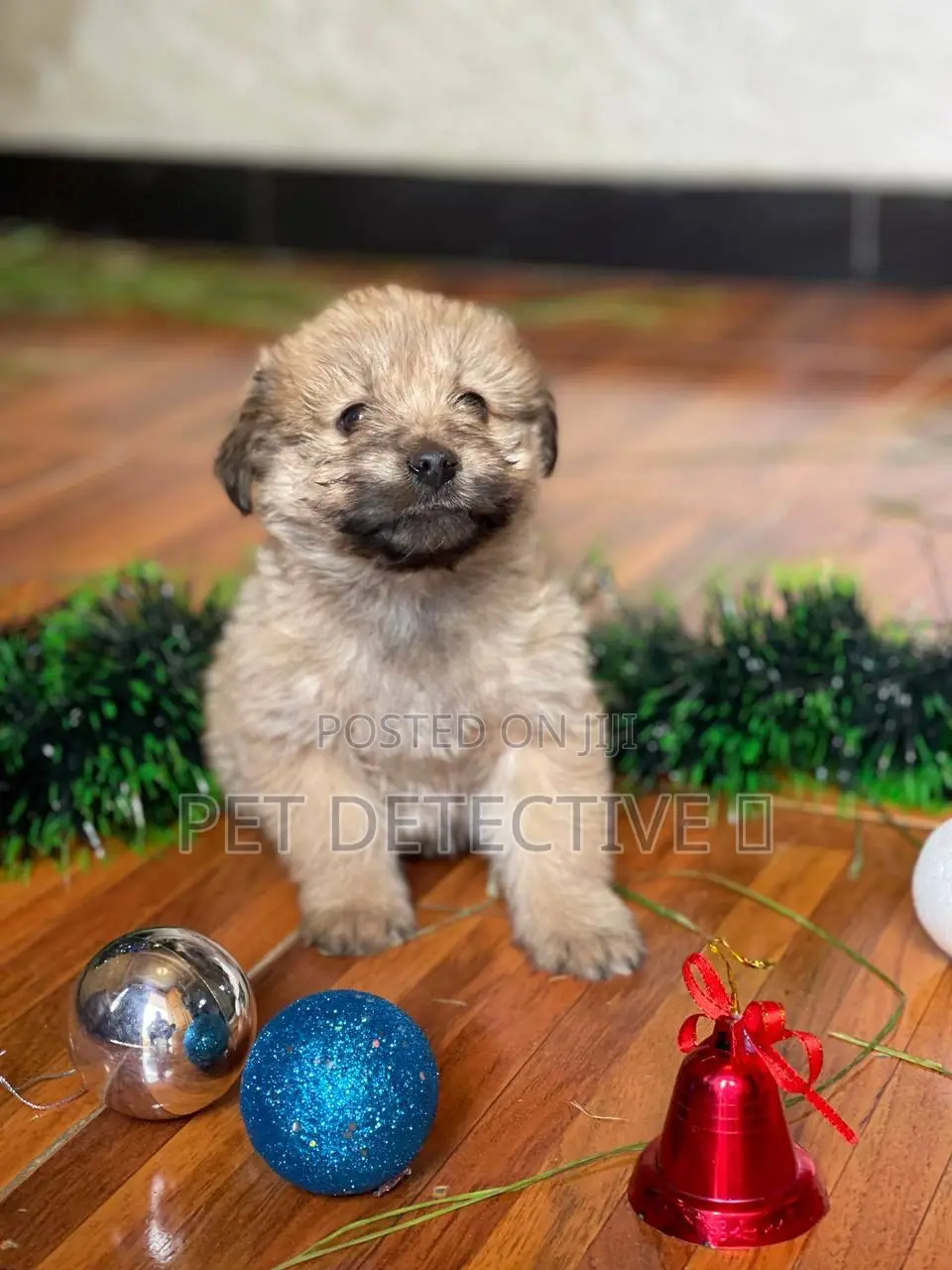 1-3 months Male Purebred Maltese