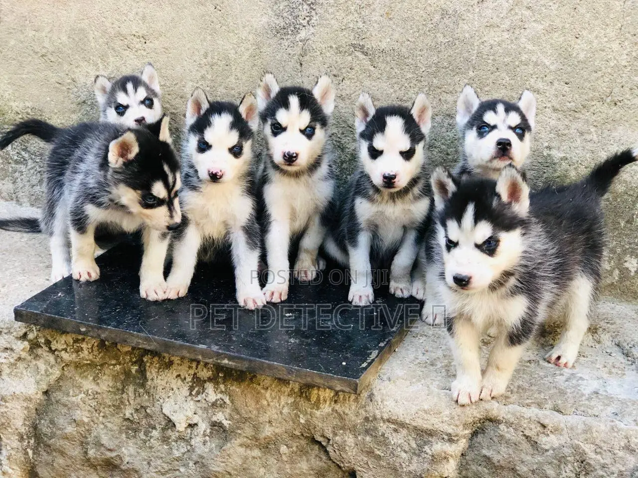 1-3 months Male Purebred Siberian Husky